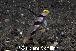 Curious Blenny in Lembeh Strait by Barbara Schilling 